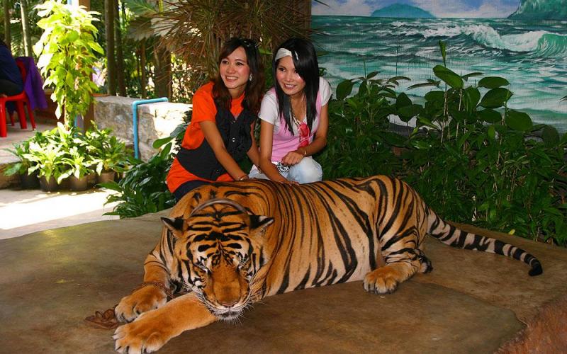 Trại Hổ Siracha Tiger Zoo 