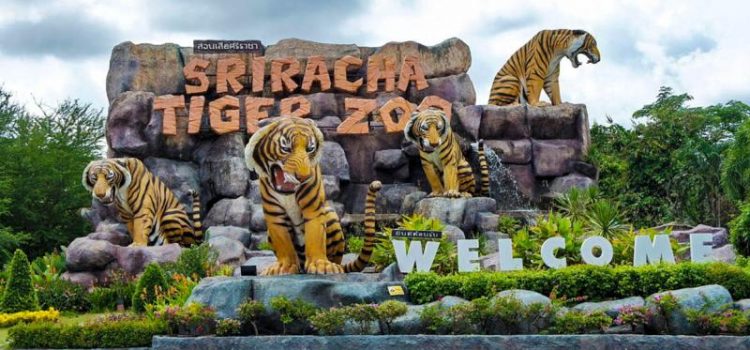 Siracha Tiger Zoo